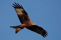 David Plant Photography - Wildlife Photography - Red kite - G